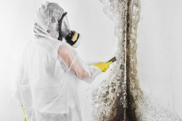 Best Commercial Mold Removal  in Fearrington Village, NC