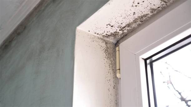 Best Professional Mold Removal  in Fearrington Village, NC
