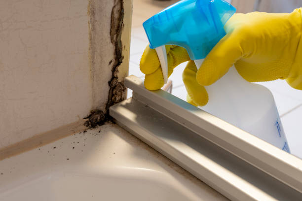 Professional Mold Removal in Fearrington Village, NC