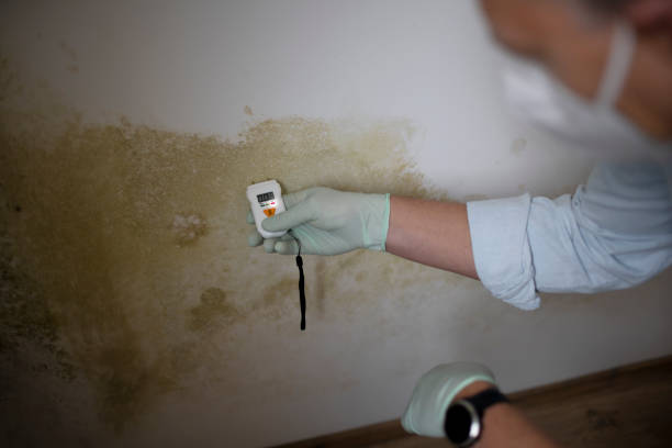 Best Commercial Mold Removal  in Fearrington Village, NC