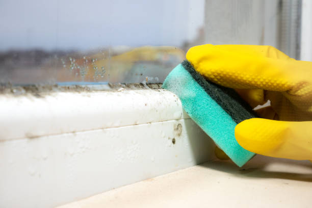 Best Best Mold Removal Companies  in Fearrington Village, NC