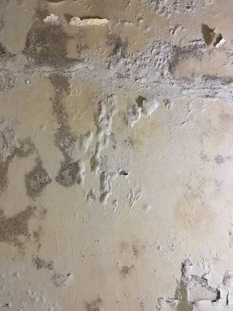 Best Mold Damage Repair  in Fearrington Village, NC