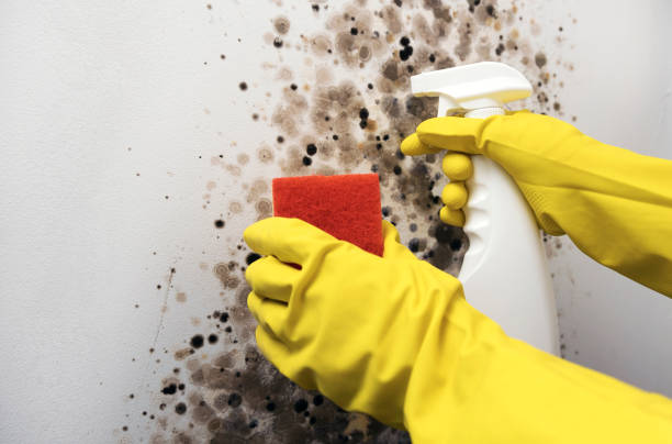 Office Mold Removal Services in Fearrington Village, NC