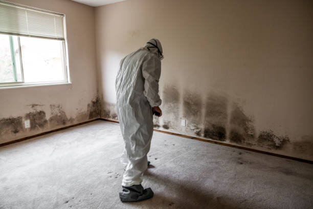 Best Mold Removal Specialists  in Fearrington Village, NC
