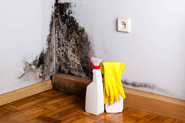 Certified Mold Removal in Fearrington Village, NC