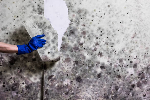 Best Office Mold Removal Services  in Fearrington Village, NC