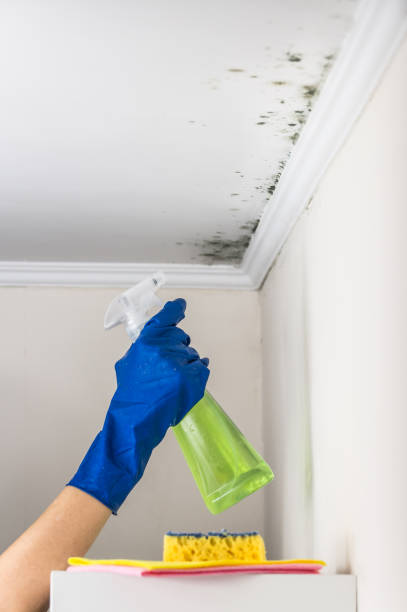 Best Mold Removal Company Near Me  in Fearrington Village, NC